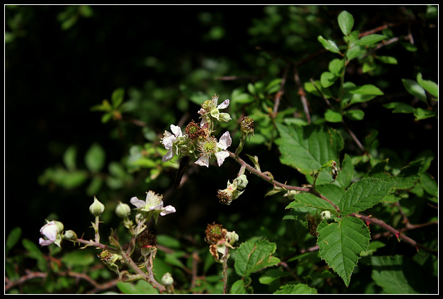 Rubus fruticosus (4)