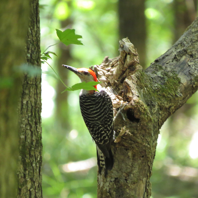 Red-bellied woodpecker (Melanerpes carolinus)