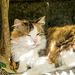 Cat of Town Corfu, Greece