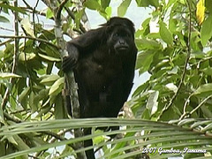 34 Howler Monkey From the Tower