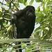 34 Howler Monkey From the Tower