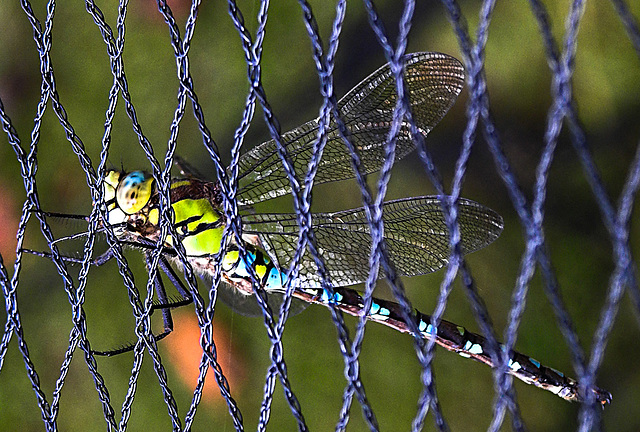 20200930 9842CPw [D~LIP] Blaugrüne Mosaikjungfer (Aeshna cyanea), Bad Salzuflen