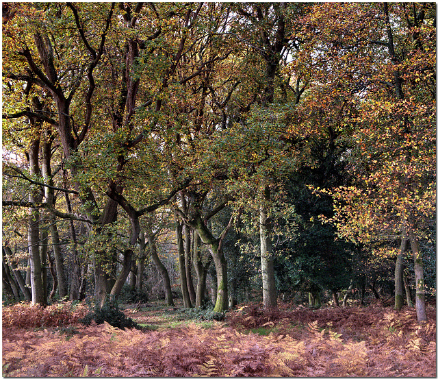 Burnham Beeches Today Burnham Beeches Today