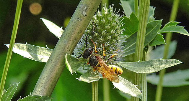 20230720 2693CPw [D~LIP] Flachblättriger Mannstreu (Eryngium planum), Bienenwolf (Philantus triangulum), Bad Salzuflen