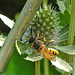 20230720 2693CPw [D~LIP] Flachblättriger Mannstreu (Eryngium planum), Bienenwolf (Philantus triangulum), Bad Salzuflen