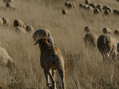 20250916 -19 Haut diois (Cascades Sapet - Valdrome) (124)