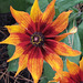 Rudbeckia hirta*************