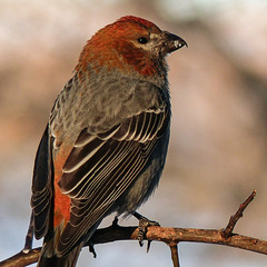 Pine Grosbeak in pretty light