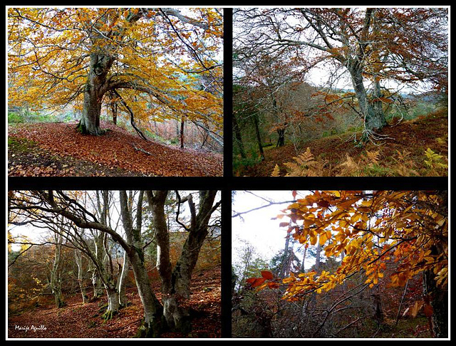 Árboles  en otoño