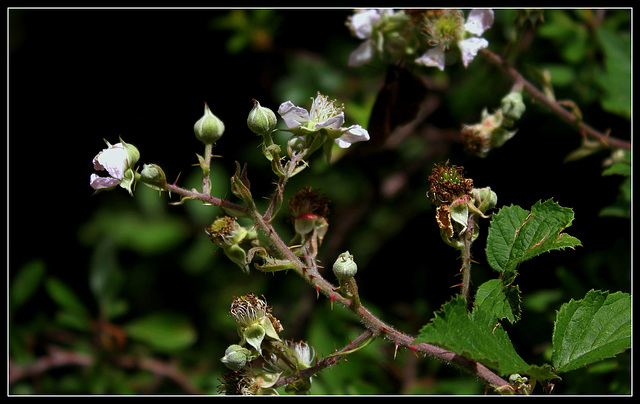 Rubus fruticosus (5)