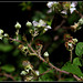 Rubus fruticosus (5)