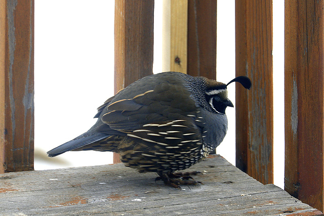 California Quail