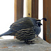 California Quail