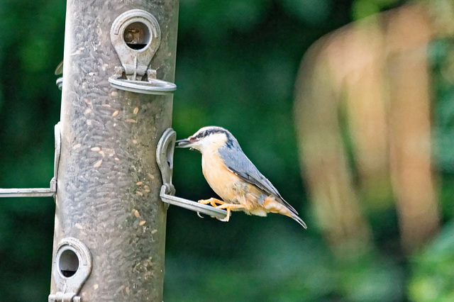 Nuthatch