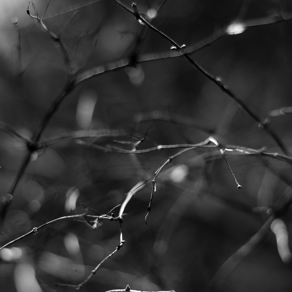 Thicket Details 083