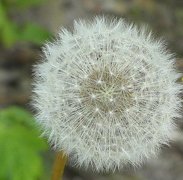 Pusteblume....