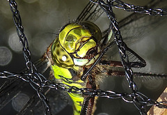 20200816 9623CPw [D~LIP] Blaugrüne Mosaikjungfer (Aeshna cyanea) [w] , Bad Salzuflen