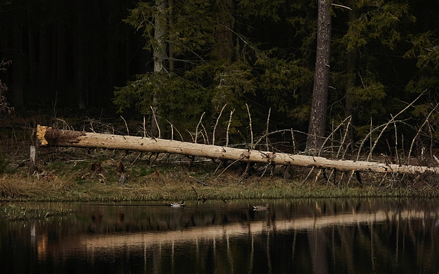 Dead Wood Duckies