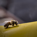 c03  • abeille solo sur jaune