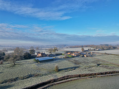 Hollies in the frost