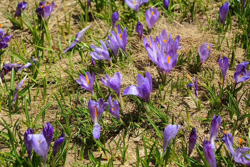 Bulgaria, Spring Crocuses in Pirin Mountains