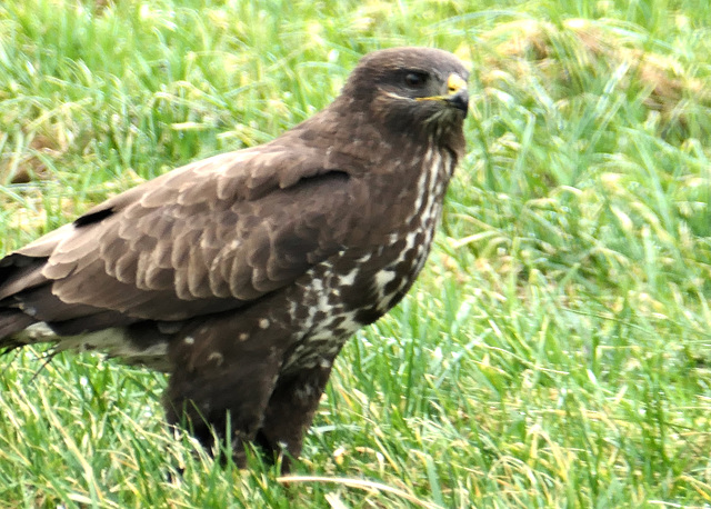 Mäusebussard mit Beute  (2 pips)