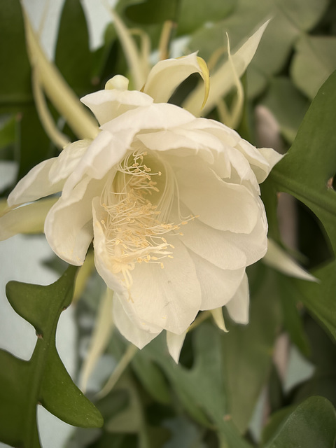 Epiphyllum oxypetalum, Queen of the night, Monte Gordo