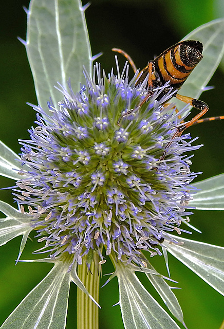 20230720 2695CPw [D~LIP] Flachblättriger Mannstreu (Eryngium planum), Gefleckter Schmalbock (Rutpela maculata), Bad Salzuflen