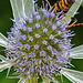 20230720 2695CPw [D~LIP] Flachblättriger Mannstreu (Eryngium planum), Gefleckter Schmalbock (Rutpela maculata), Bad Salzuflen