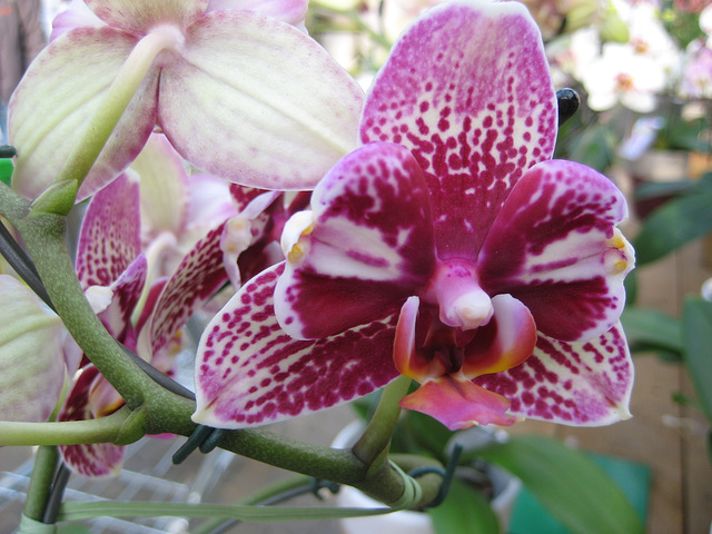 Orchidee