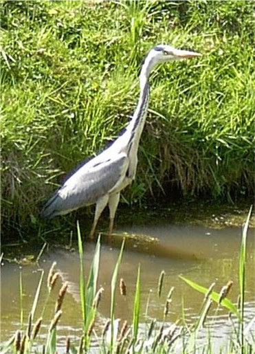 Grauer Fischreiher = Fischender Graureiher