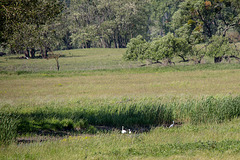 20170519 3412VRTw [A+H] Naturschutzgebiet, Reiher, Neusiedler See