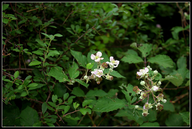 Rubus fruticosus (7)
