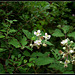 Rubus fruticosus (7)