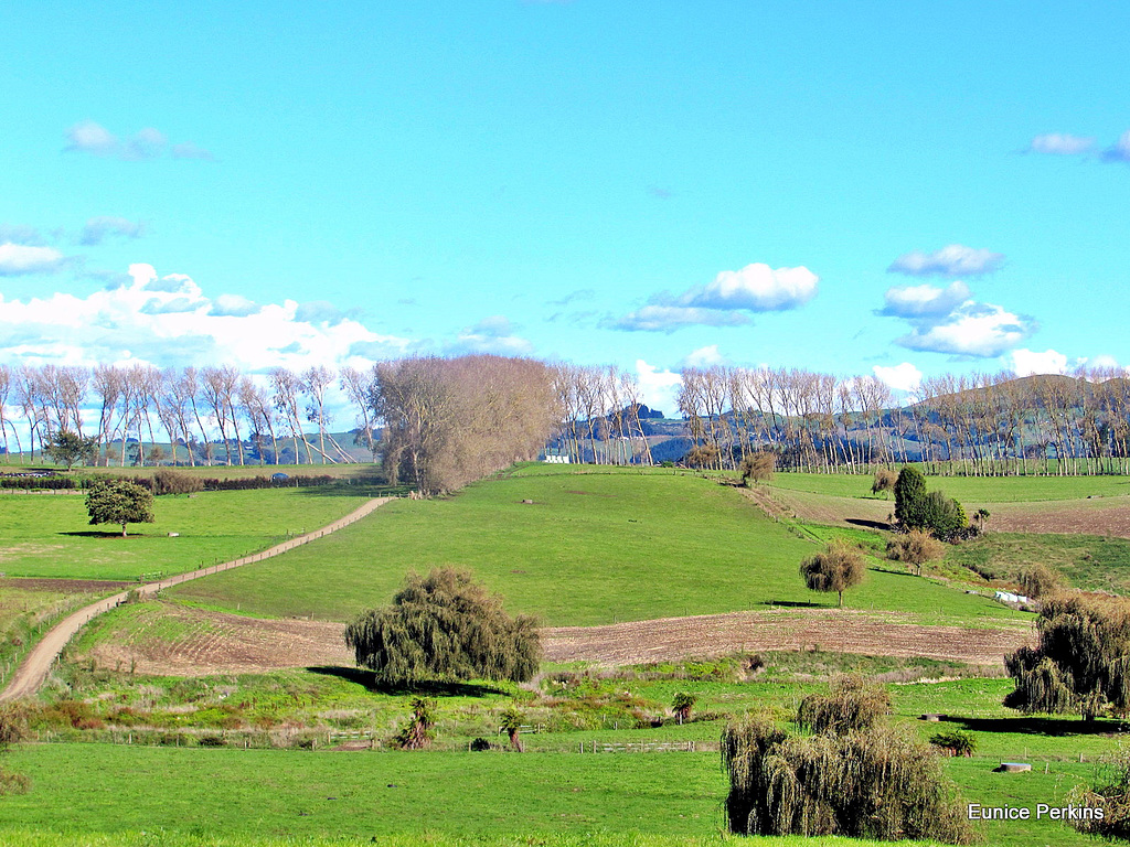 South Waikato Farmland