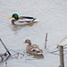 Ducks on the River Dee