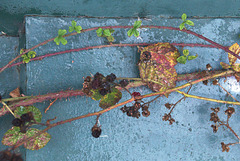 Urban Growth 3