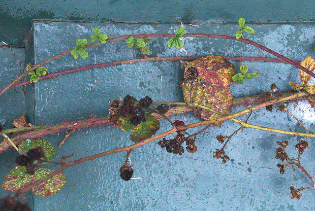 Urban Growth 3