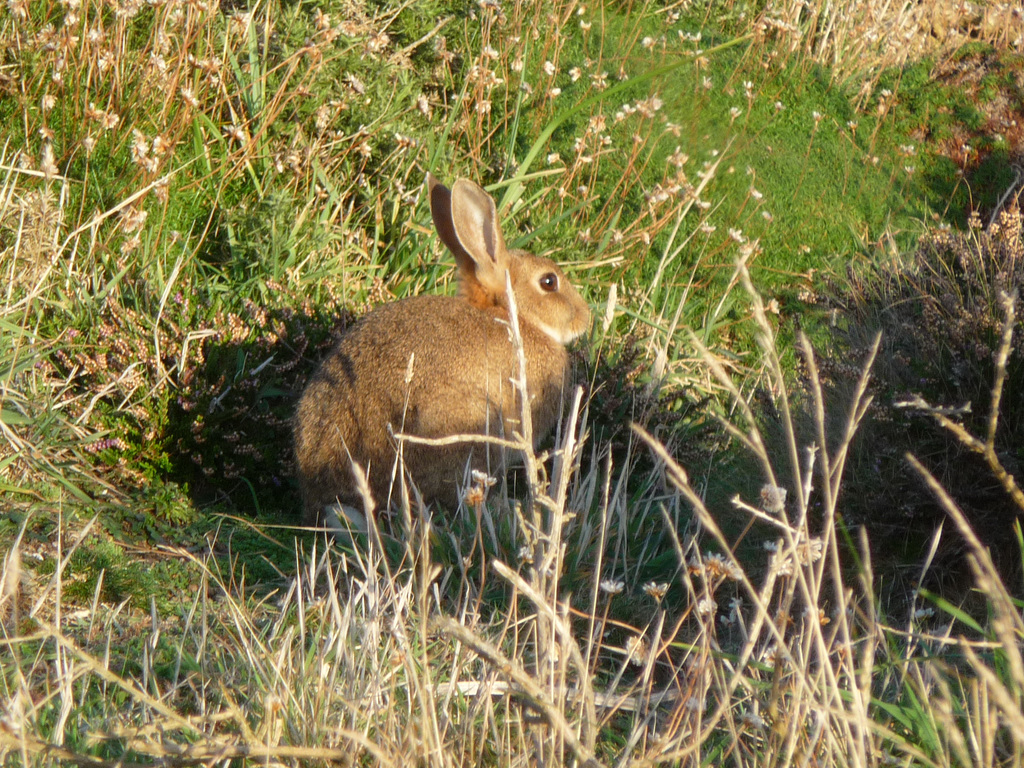 An Easter Bunny