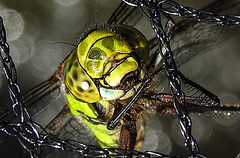 20200816 9624CPw [D~LIP] Blaugrüne Mosaikjungfer (Aeshna cyanea) [w] , Bad Salzuflen