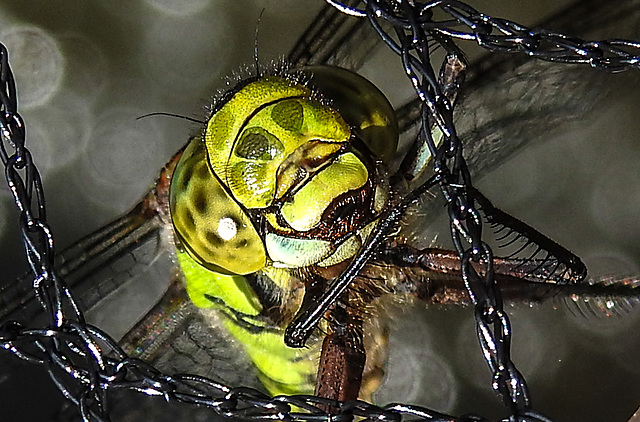 20200816 9624CPw [D~LIP] Blaugrüne Mosaikjungfer (Aeshna cyanea) [w] , Bad Salzuflen