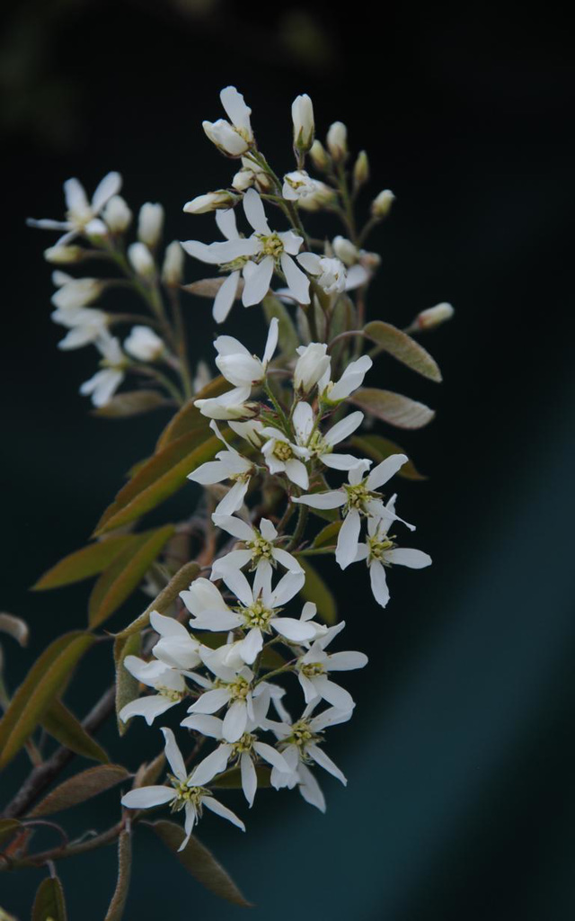 Blüten der  Felsenbirne