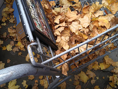 Shopping for leaves