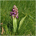 L' Orchis Géant ( Himantoglossum robertianum ) ...