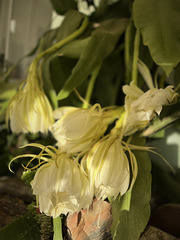 Epiphyllum oxypetalum