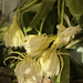 Epiphyllum oxypetalum