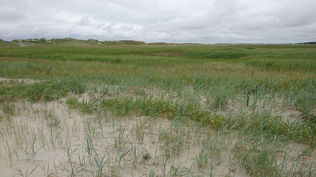 Dünen vor St. Peter-Ording