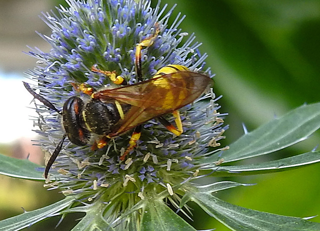 20230720 2705CPw [D~LIP] Flachblättriger Mannstreu (Eryngium planum), Bienenwolf (Philantus triangulum), Bad Salzuflen