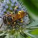 20230720 2705CPw [D~LIP] Flachblättriger Mannstreu (Eryngium planum), Bienenwolf (Philantus triangulum), Bad Salzuflen