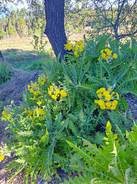 Gänsedistel (Sonchus)